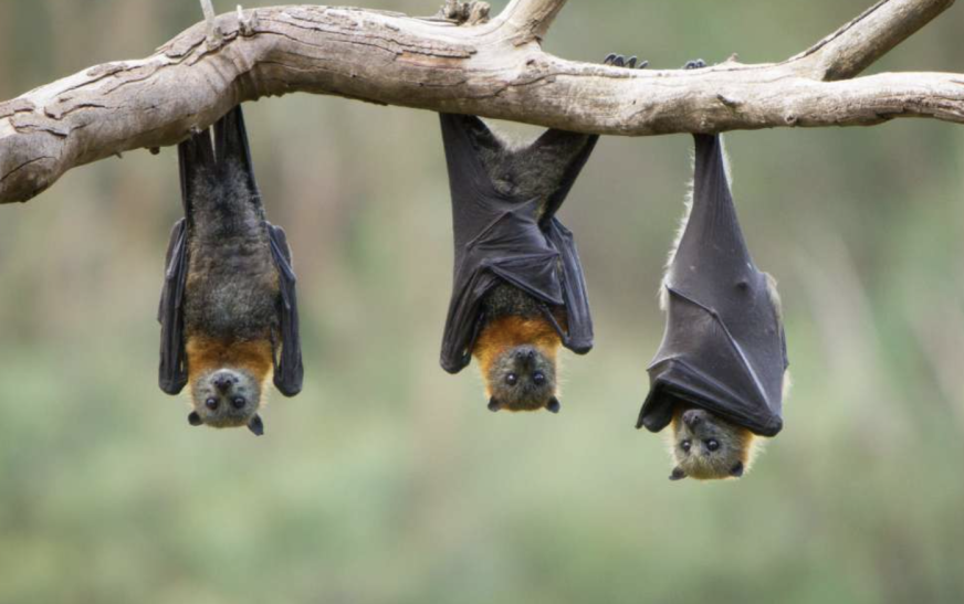 Unveiling the Mysteries of Bats: The Extreme Nature of Bats Documentary